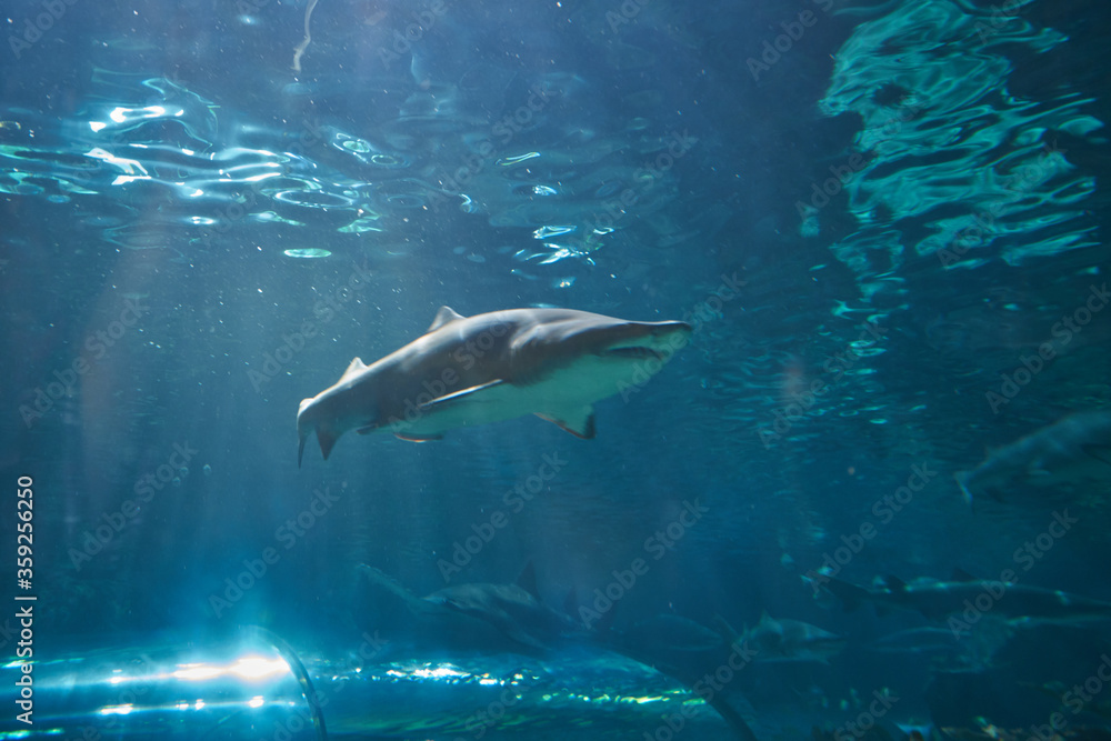 Obraz premium Shark in Ripley's Aquarium of the Smokies in Gatlinburg with a big tanks with fish