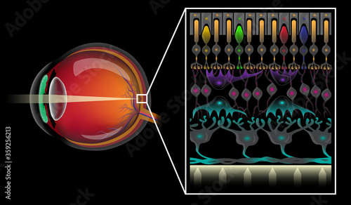 Eye structure and the different layers of retinal cells