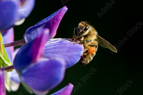 Honey bee collecting nectar and pollen from wild lupine flower