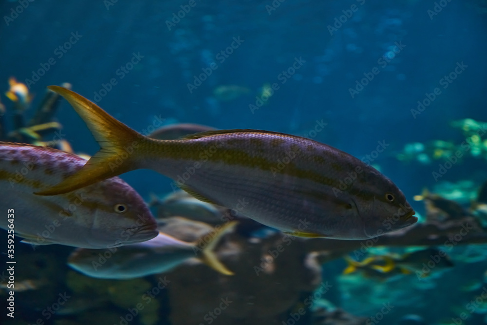 Naklejka premium Ripley's Aquarium of the Smokies in Gatlinburg with a big tanks with fish