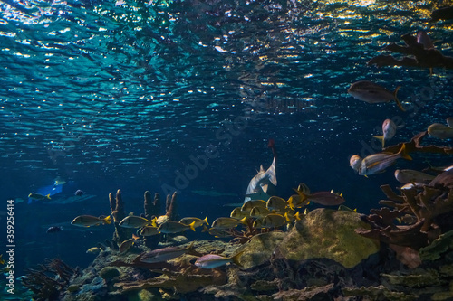 Ripley's Aquarium of the Smokies in Gatlinburg with a big tanks with fish