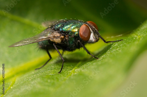 The common green bottle fly (Lucilia sericata) © Mircea Costina