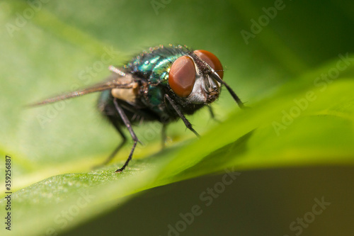The common green bottle fly (Lucilia sericata)