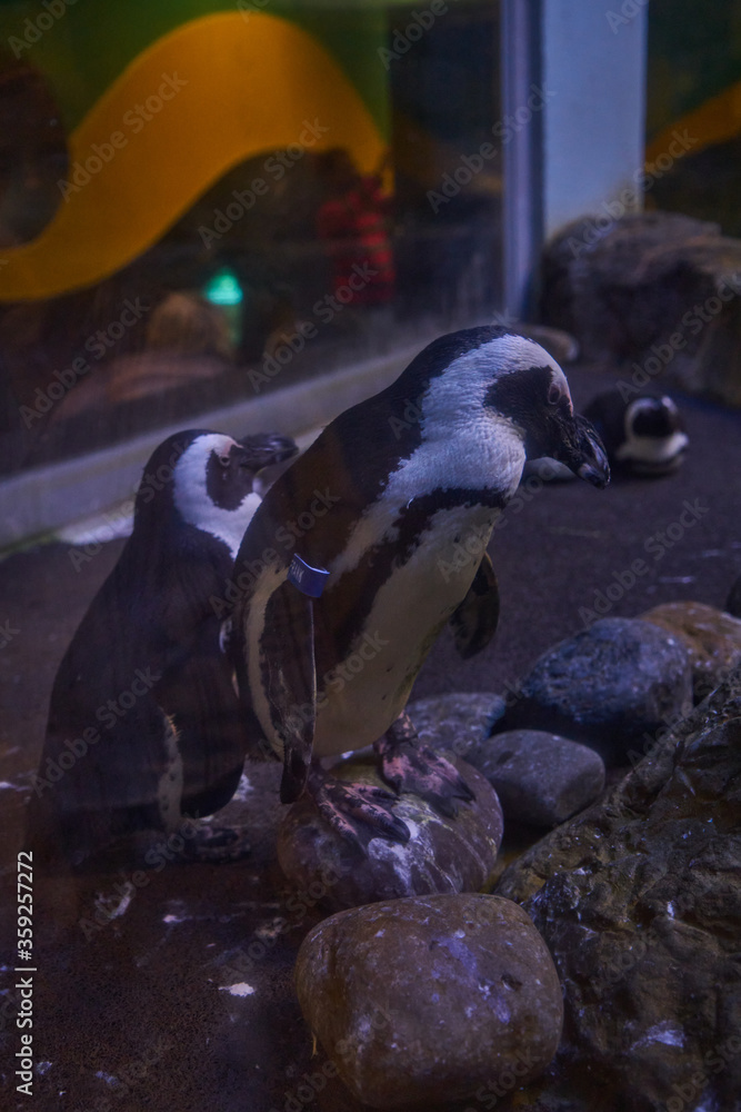 Obraz premium Ripley's Aquarium of the Smokies in Gatlinburg with a big tanks with fish