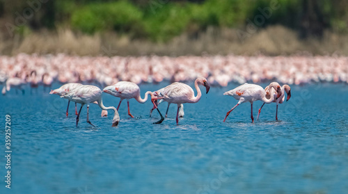 Canvas Print Thousands of lesser Pink migratory Flamingos standing in shallow water at wetlan