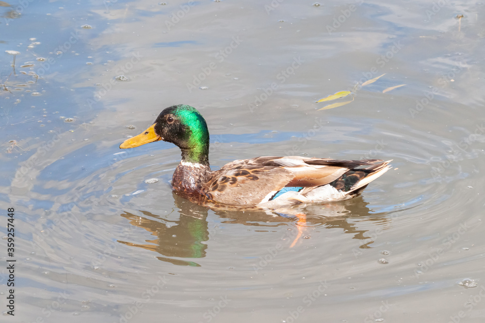 Male duck swimming along water pond lake macro natural wallpaper Male duck swimming along water pond lake macro natural wallpaper