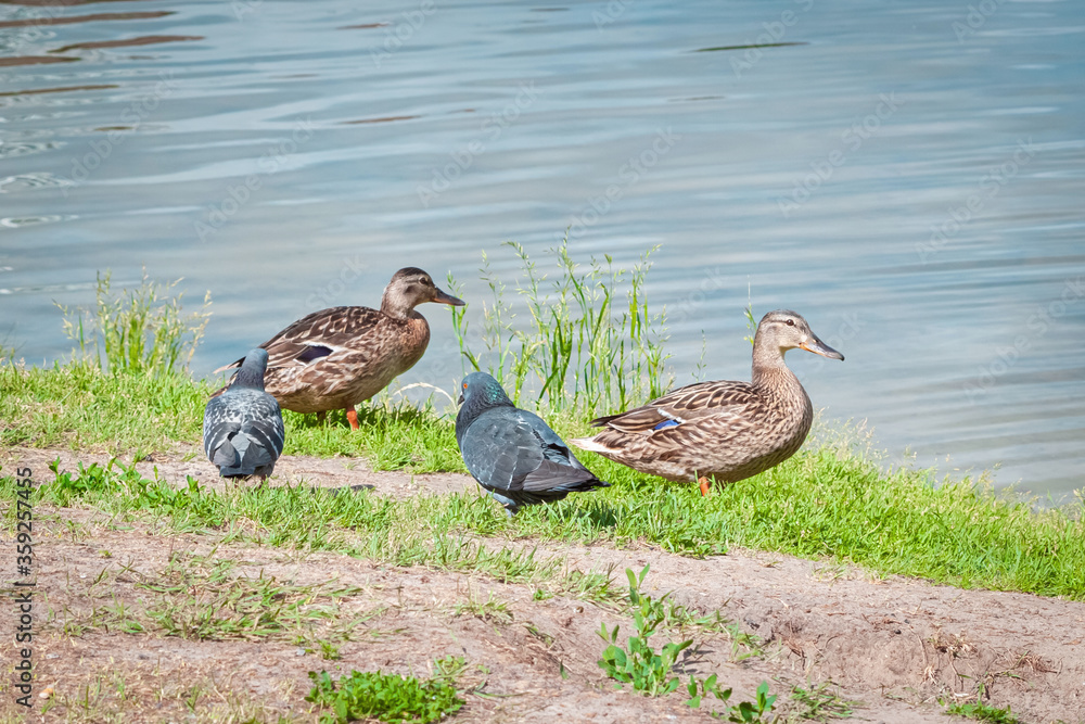 Two ducks and two pigeons walking on lake shore macro