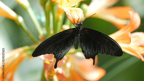Black butterfly with black wings sits on orange flower. Macro.
