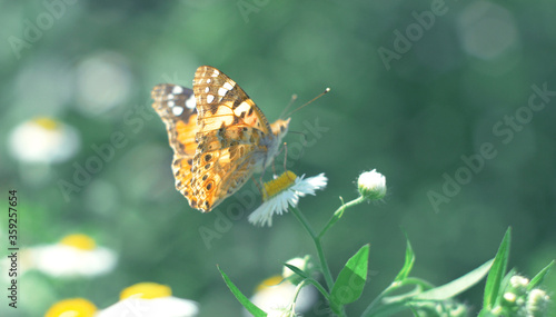 Butterfly sits on a camomile flower. 
Butterfly wings are the same color as the flower core. Macro.