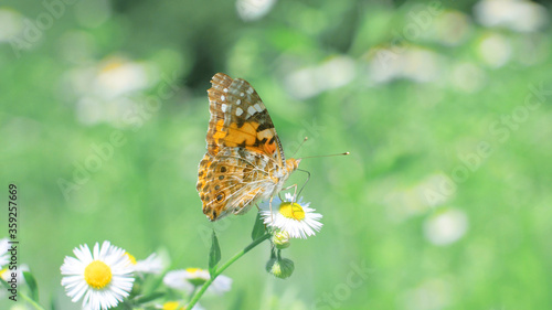 Butterfly sits on a camomile flower. 
Butterfly wings are the same color as the flower core. Macro.