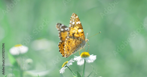 Butterfly sits on a camomile flower. 
Butterfly wings are the same color as the flower core. Macro.