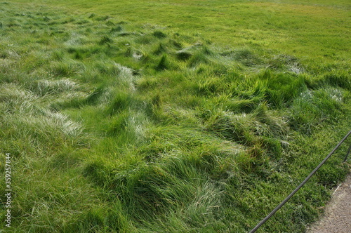 pretty green field grass in a sunny day