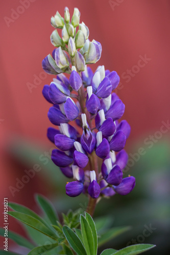 Lupinus polyphyllus (large-leaved lupine or big-leaved lupine