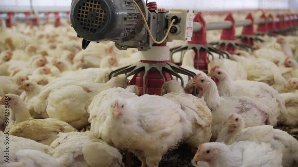 Poultry farm. Chickens for fattening on a modern poultry farm. Lots of