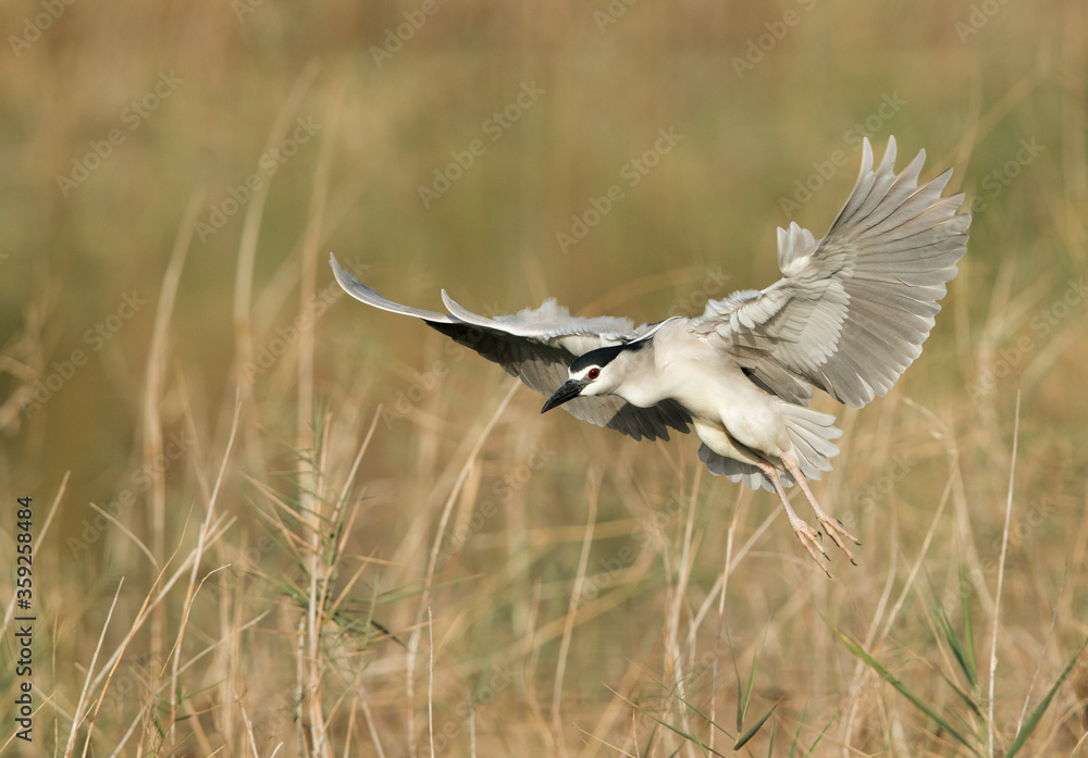 Fototapeta premium Black-crowned Night Heron landing with wings open