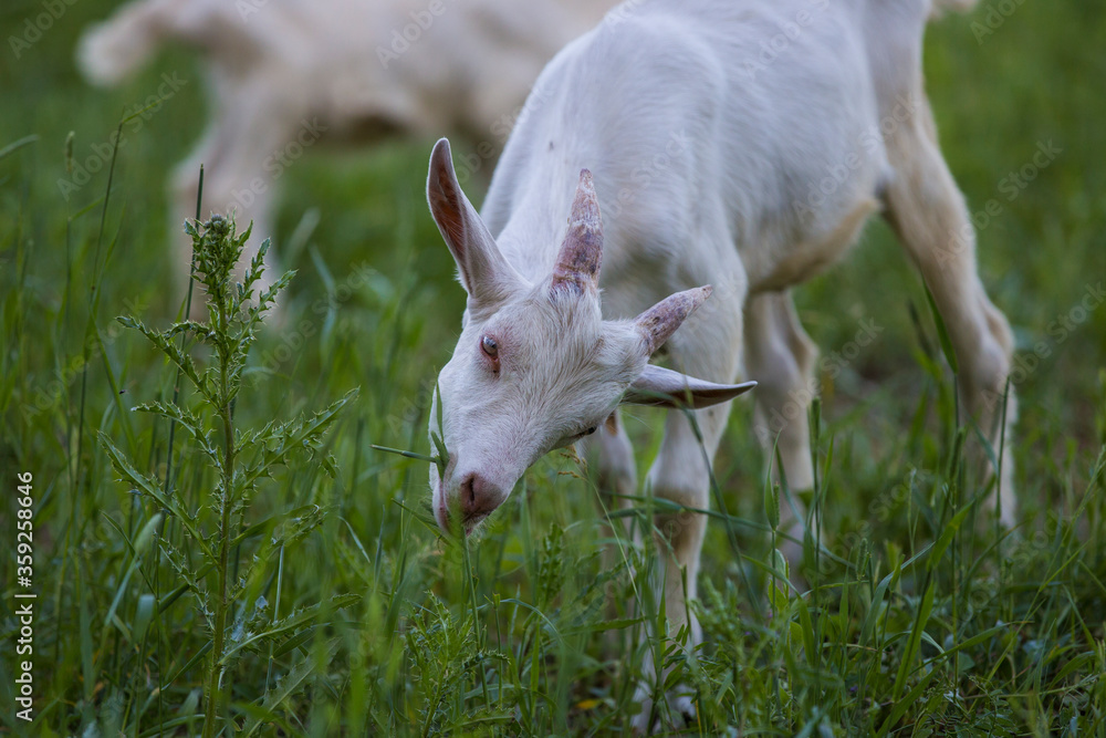 Saanen Goat baby grazing in spring Saanen Goat baby grazing in spring