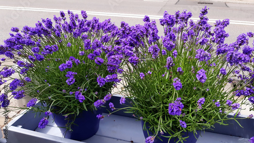 Lavender flowers