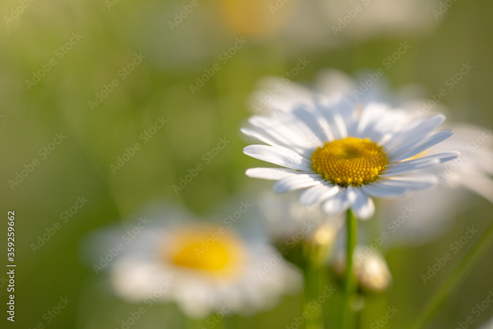 Fototapeta premium Camomiles. Flowers of the summer