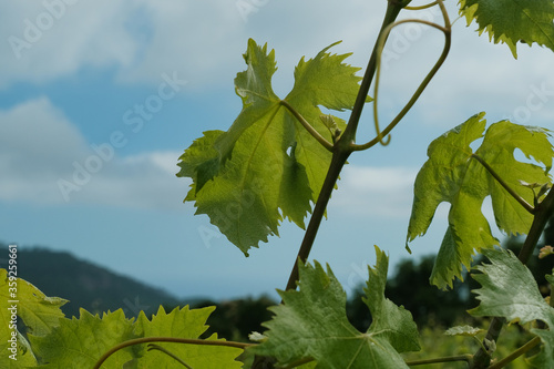 Foglie e viti in un vigneto in Liguria.