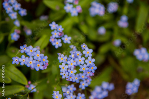 Forget-me-nots blooming in a garden