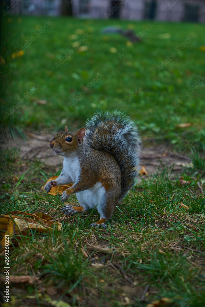 Squirrel on the grass in the park eats an acorn and nut Squirrel on the grass in the park eats an acorn and nut