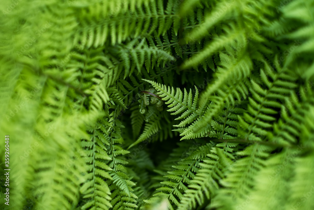 Fern in the forest like a background. Floral plants after rain. Beautiful green color..