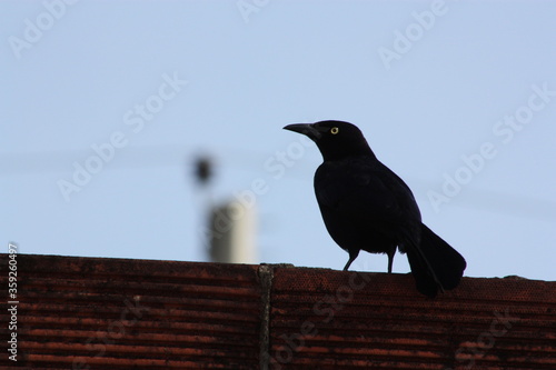 Black bird on a wall 