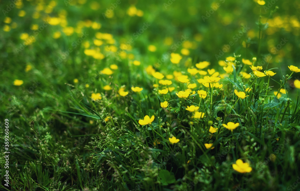 Flowers in the forest like a background. Floral plants after rain. Beautiful green color.. Flowers in the forest like a background. Floral plants after rain. Beautiful green color..
