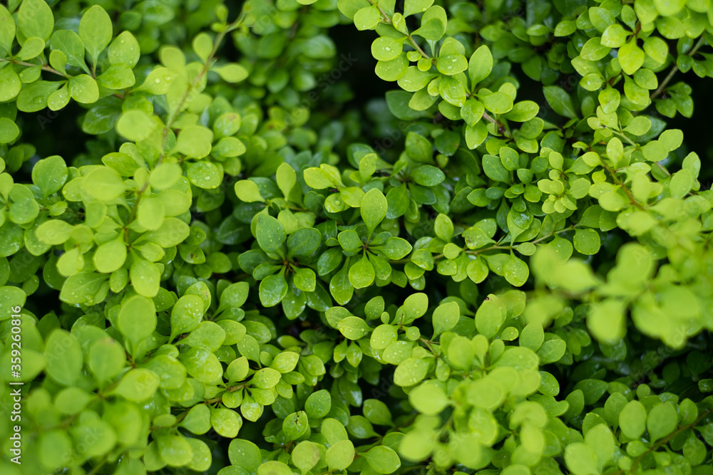 Grass in the forest like a background. Floral plants after rain. Beautiful green color.. Grass in the forest like a background. Floral plants after rain. Beautiful green color..