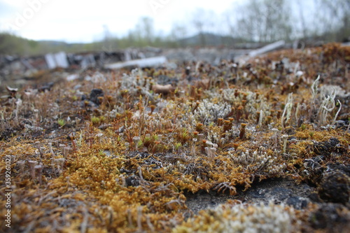 mosses and lichens