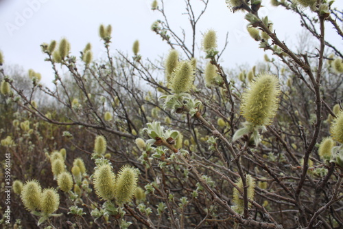 Spring trees