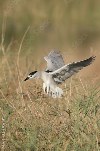 Black-crowned Night Heron landing © Dr Ajay Kumar Singh