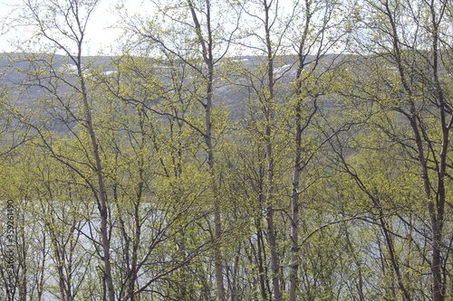 Spring trees