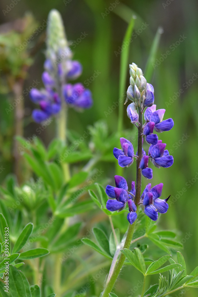 Lupinus nootkatensis, the Nootka lupine, is a perennial plant of the genus Lupinus in the legume family, Fabaceae. Lupinus nootkatensis, the Nootka lupine, is a perennial plant of the genus Lupinus in the legume family, Fabaceae.