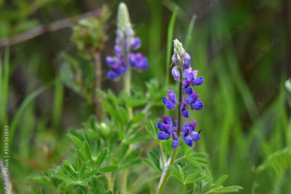Lupinus nootkatensis, the Nootka lupine, is a perennial plant of the genus Lupinus in the legume family, Fabaceae.