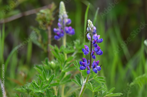 Lupinus nootkatensis, the Nootka lupine, is a perennial plant of the genus Lupinus in the legume family, Fabaceae.