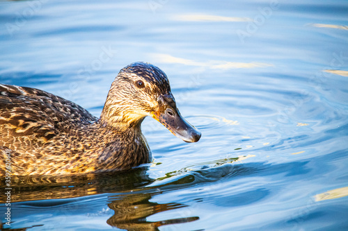 duck in water