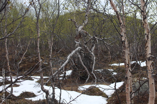 The witch tree