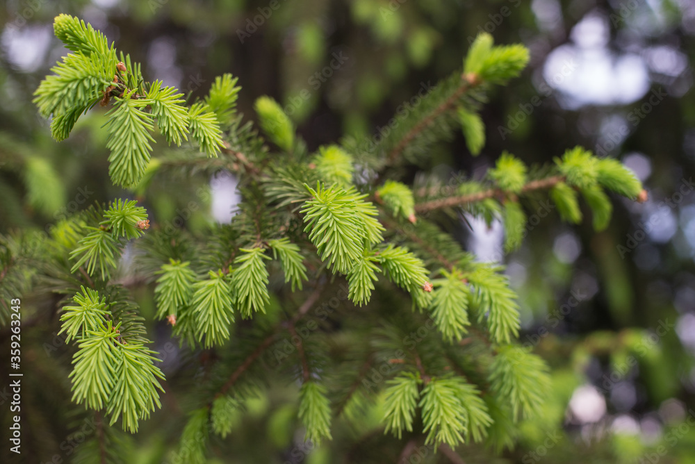 Young needles of green spruce in spring Young needles of green spruce in spring