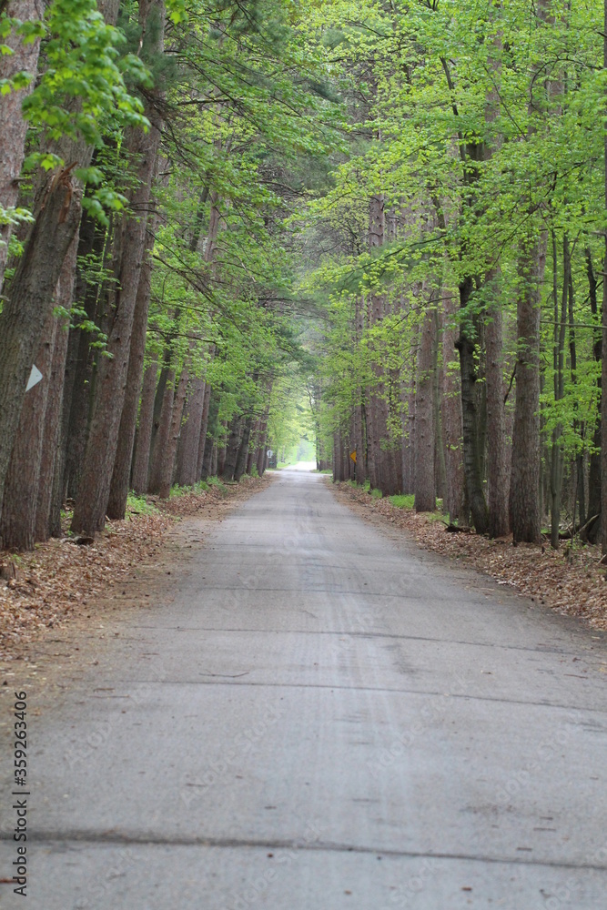 Obraz premium The path