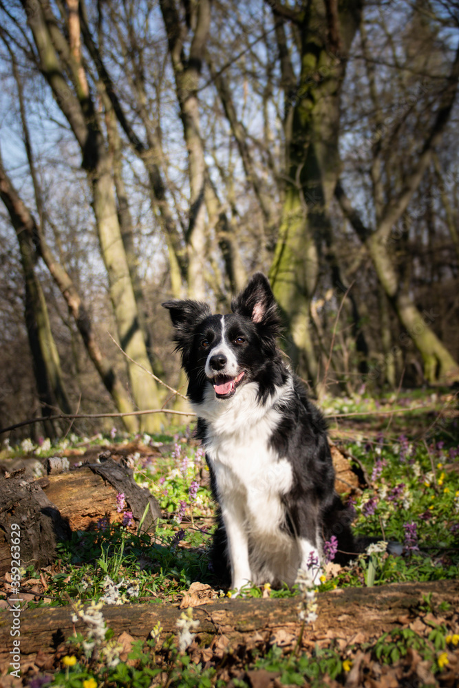 Border collie is sitting in flowers in forest. She is so patient model. 