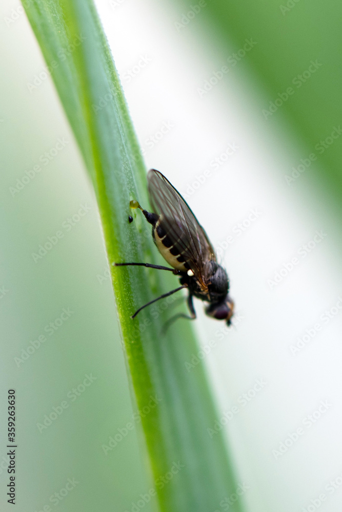 Naklejka premium Adult allium leafminer (Napomyza gymnostoma or Phytomyza gymnostoma)