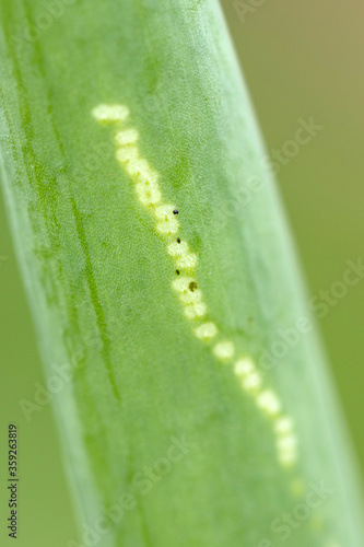 Allium leafminer (Napomyza gymnostoma or Phytomyza gymnostoma) damage on Egyptian walking onion (Allium x proliferum) photo