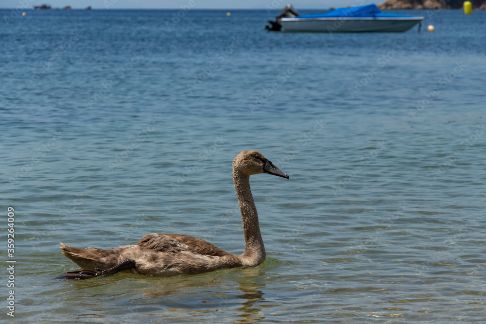 Swans can be frequently seen on the beaches on Skiathos Island, Sporades, Greece. Island is a popular tourist destination for both local and foreign tourists.