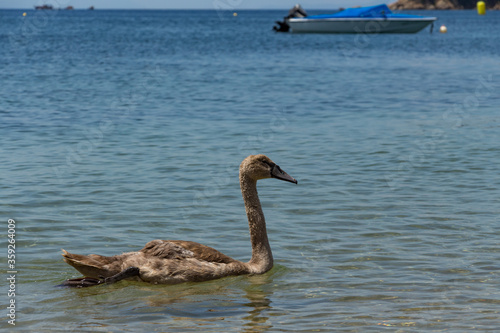 Obraz na płótnie Swans can be frequently seen on the beaches on Skiathos Island, Sporades, Greece. Island is a popular tourist destination for both local and foreign tourists. w salonie