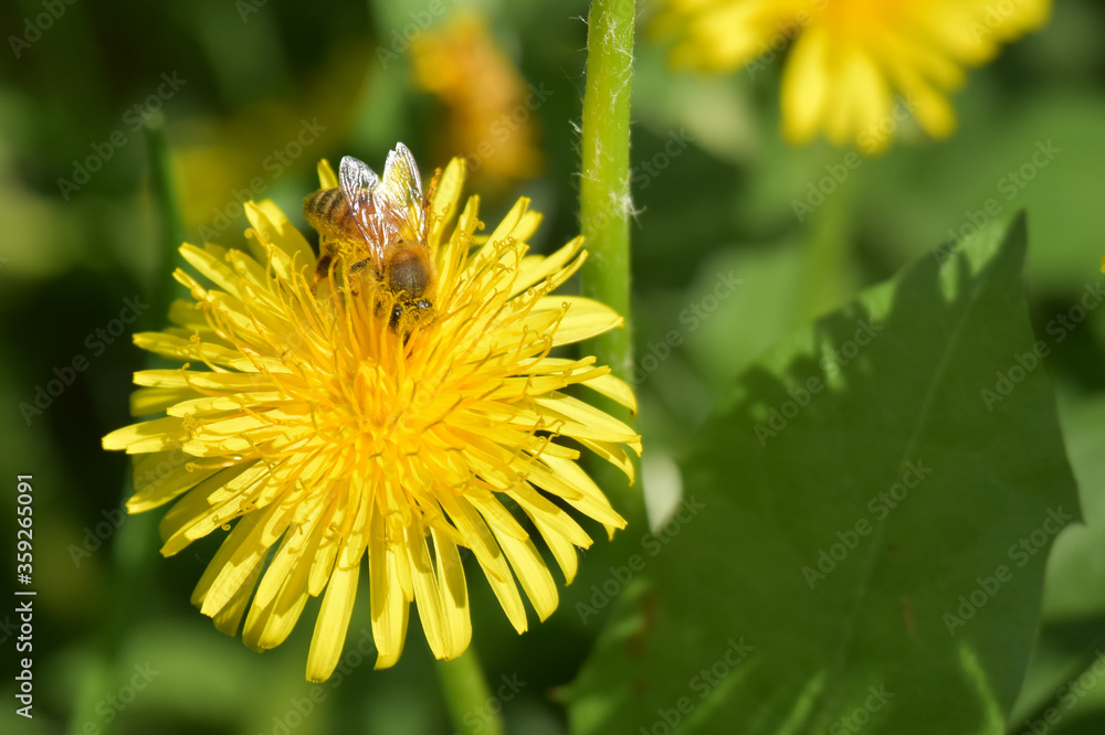 A honey bee feeds on a dandelion. A honey bee feeds on a dandelion.