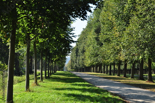 beautiful trees in the park