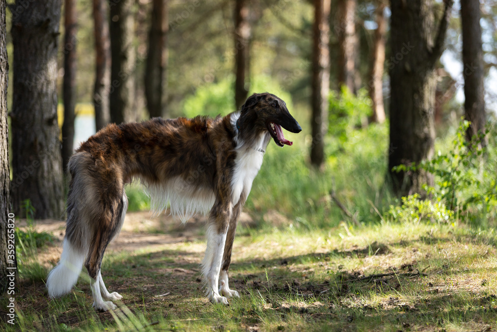 Brindle dog borzoi walks outdoor at summer Brindle dog borzoi walks outdoor at summer