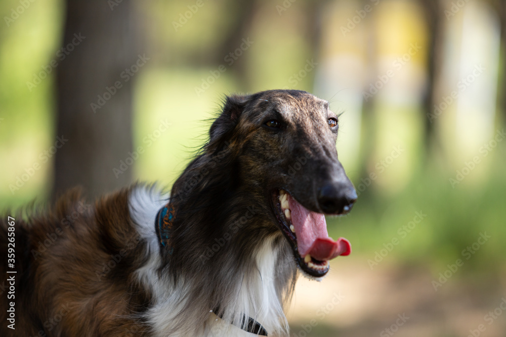 Brindle dog borzoi walks outdoor at summer