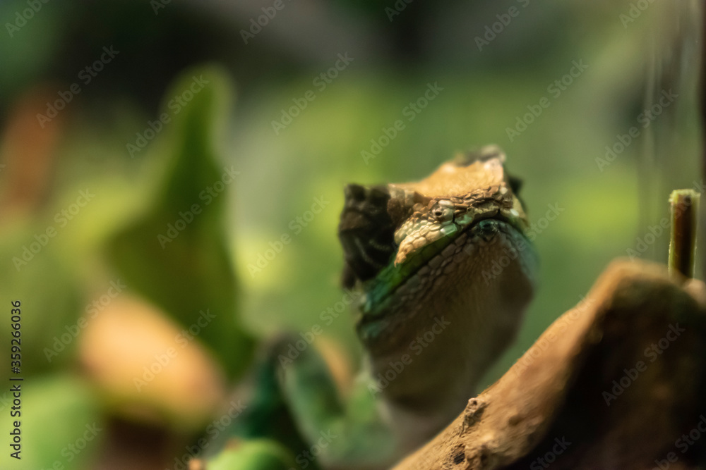 Chameleon close up. Bright and Colorful skinned exotic animal. Close-up shot of a blurred chameleon